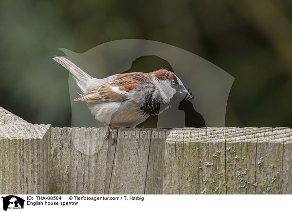 English house sparrow / THA-08584