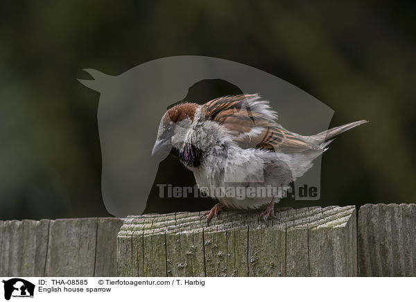 English house sparrow / THA-08585