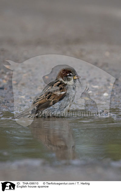 English house sparrow / THA-08610