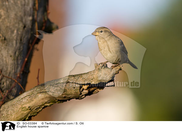 English house sparrow / SO-03384