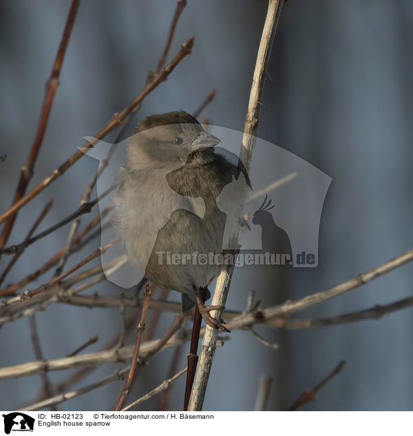 English house sparrow / HB-02123