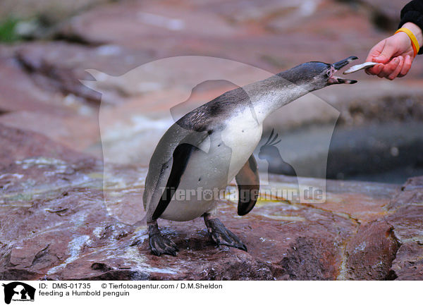 Humboldtpinguin wird gefttert / feeding a Humbold penguin / DMS-01735