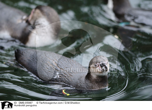 Humboldt penguins / DMS-05987