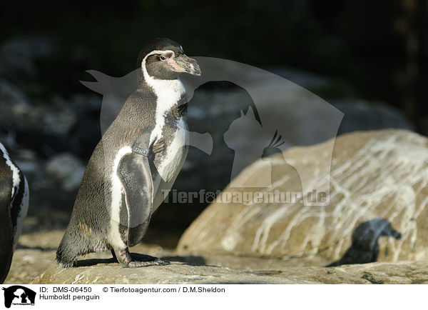 Humboldt penguin / DMS-06450