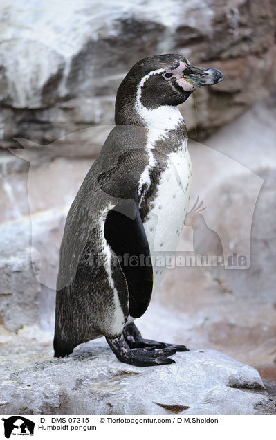 Humboldt penguin / DMS-07315