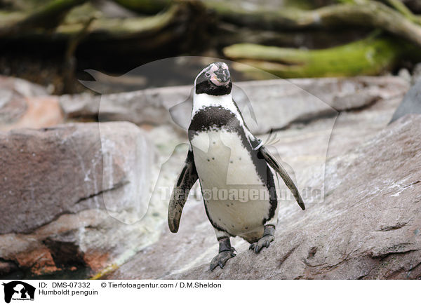 Humboldt penguin / DMS-07332