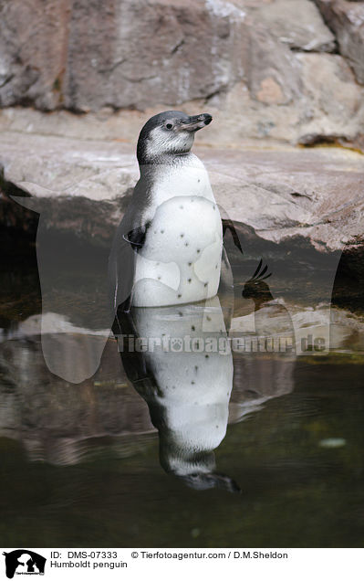 Humboldt penguin / DMS-07333