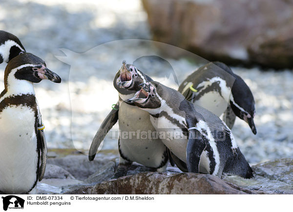 Humboldt penguins / DMS-07334