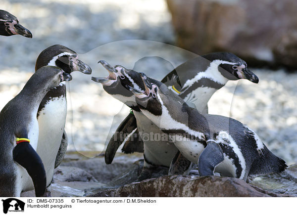 Humboldt penguins / DMS-07335