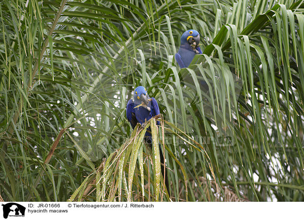 hyacinth macaws / JR-01666