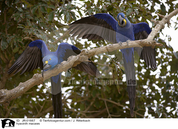 hyacinth macaws / JR-01667
