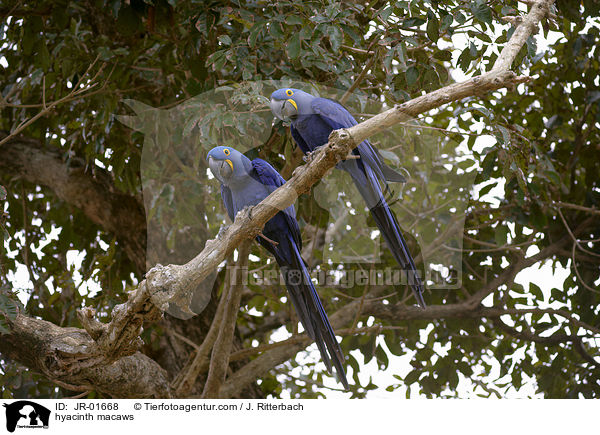 hyacinth macaws / JR-01668