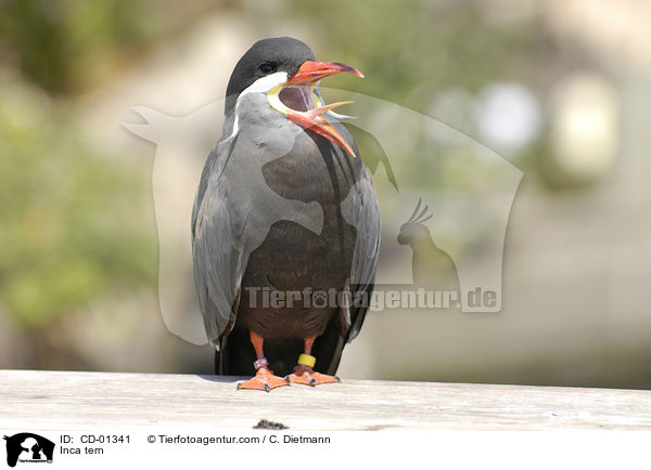 Inca tern / CD-01341