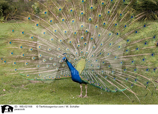 Blau indischer Pfau / peacock / WS-02168