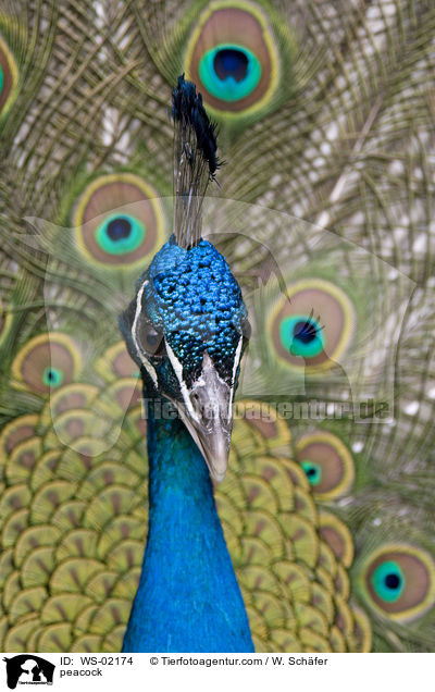 peacock / WS-02174