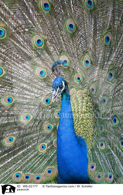 Blau indischer Pfau / peacock / WS-02177