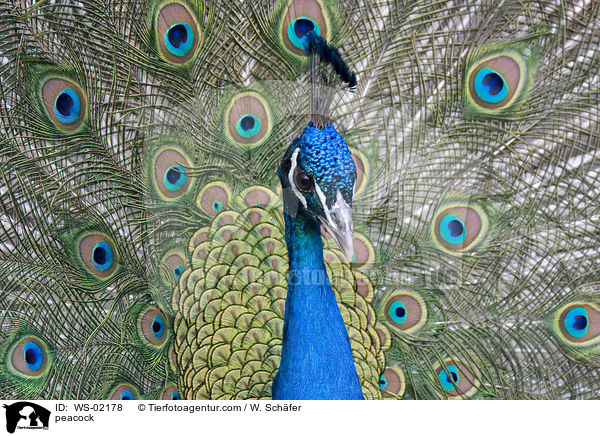 Blau indischer Pfau / peacock / WS-02178