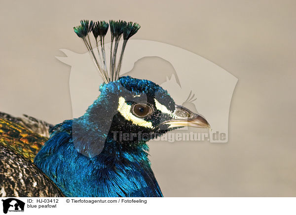 Blau indischer Pfau / blue peafowl / HJ-03412