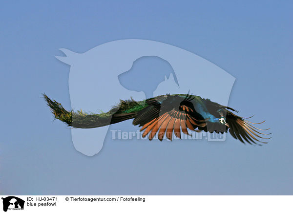 blue peafowl / HJ-03471