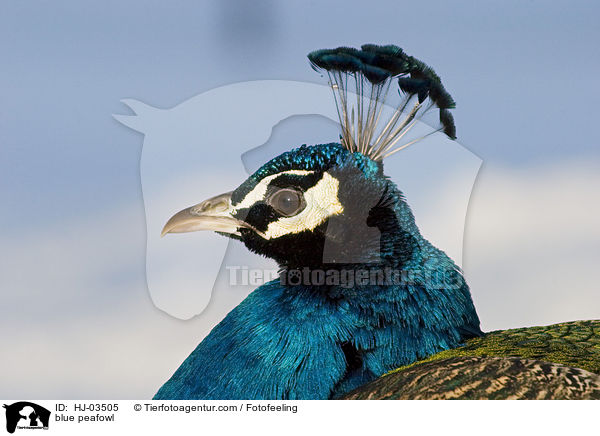 blue peafowl / HJ-03505