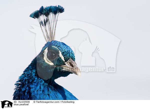 Blau indischer Pfau / blue peafowl / HJ-03508