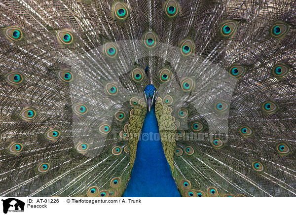 Blau indischer Pfau / Peacock / AT-01226