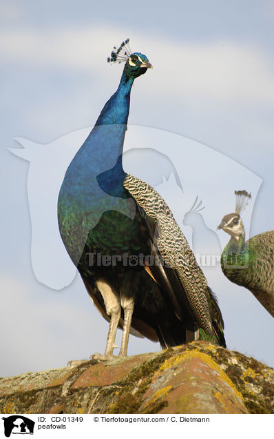 Blau indische Pfauen / peafowls / CD-01349