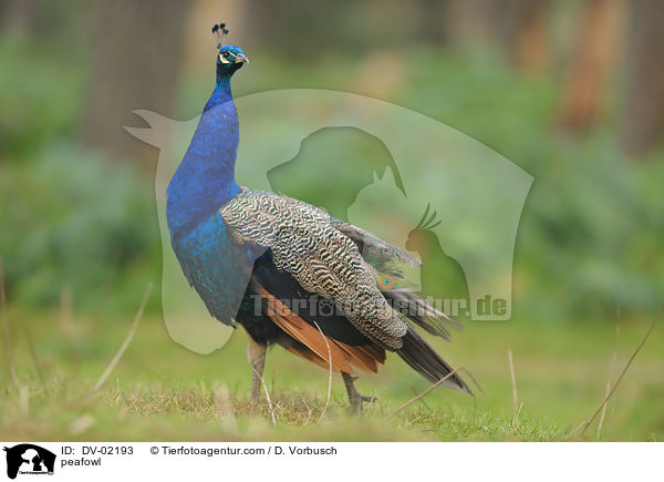 Blau indischer Pfau / peafowl / DV-02193