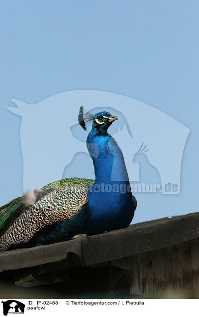 Blau indischer Pfau / peafowl / IP-02468