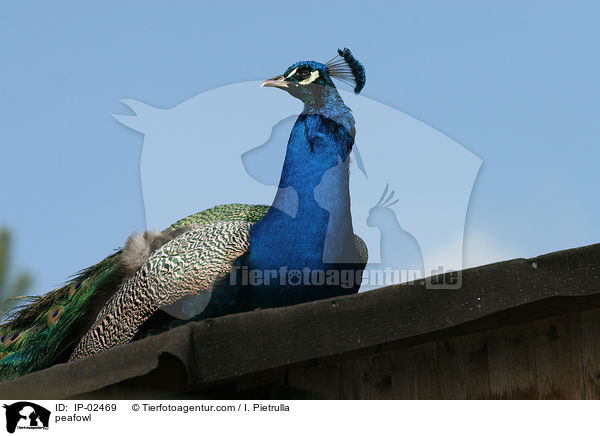Blau indischer Pfau / peafowl / IP-02469