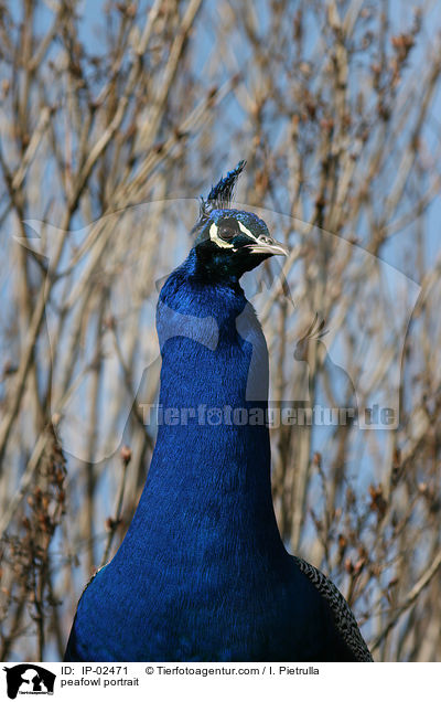 Blau indischer Pfau Portrait / peafowl portrait / IP-02471