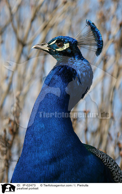Blau indischer Pfau Portrait / peafowl portrait / IP-02473