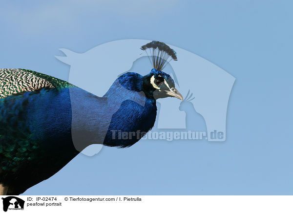 Blau indischer Pfau Portrait / peafowl portrait / IP-02474