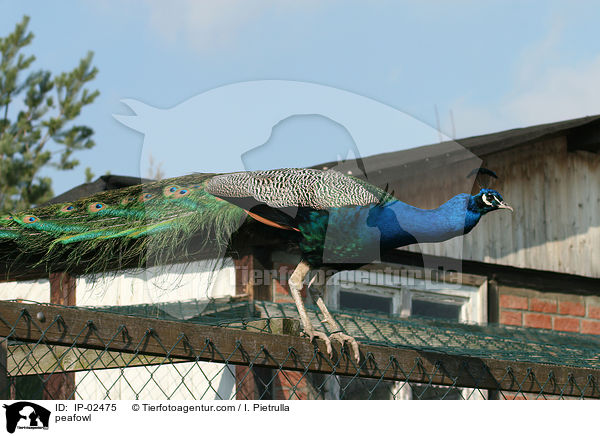 Blau indischer Pfau / peafowl / IP-02475