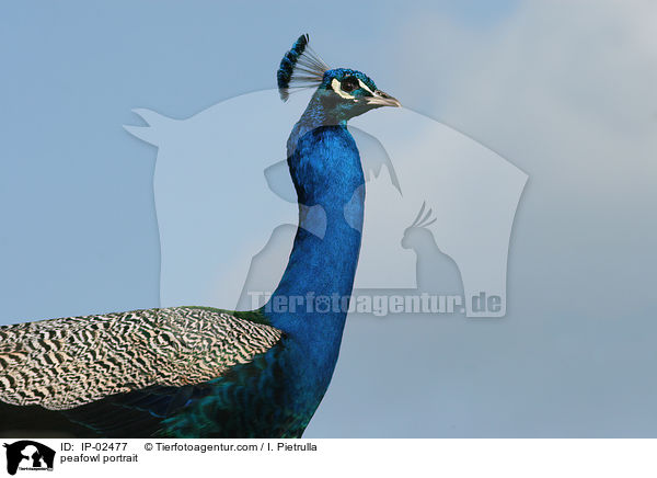 Blau indischer Pfau Portrait / peafowl portrait / IP-02477