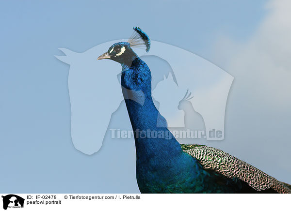 Blau indischer Pfau Portrait / peafowl portrait / IP-02478