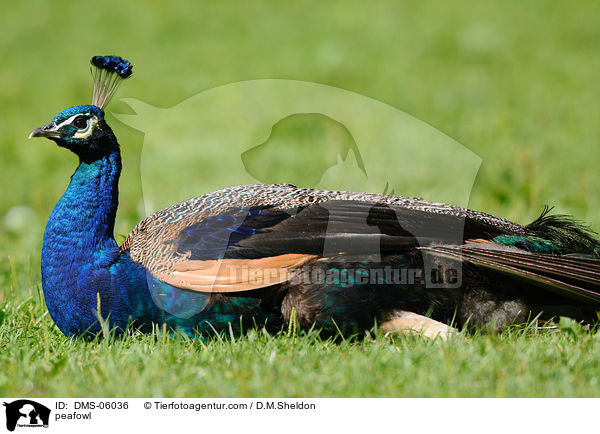 Blau indischer Pfau / peafowl / DMS-06036