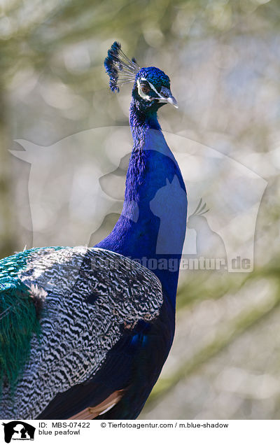 Blau indischer Pfau / blue peafowl / MBS-07422