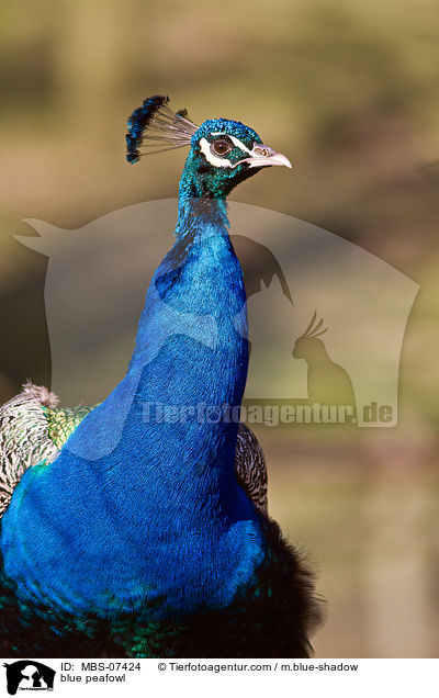 Blau indischer Pfau / blue peafowl / MBS-07424