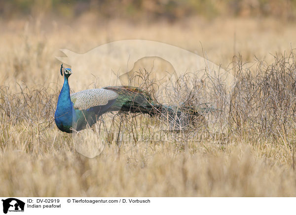 Blau indischer Pfau / Indian peafowl / DV-02919