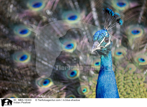 Indian Peafowl / MBS-16304