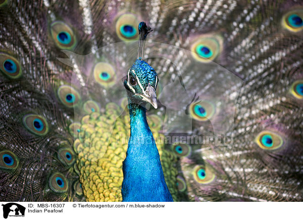 Indian Peafowl / MBS-16307