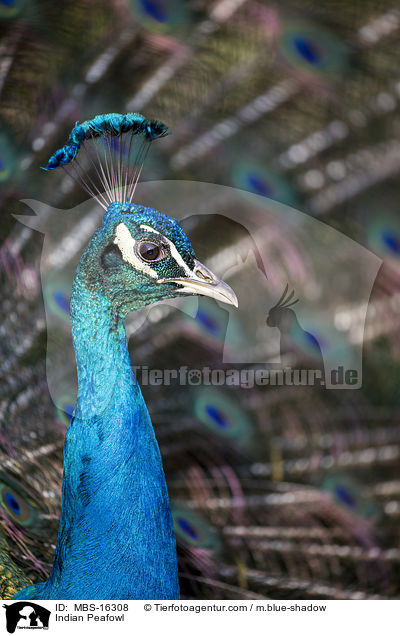 Indian Peafowl / MBS-16308