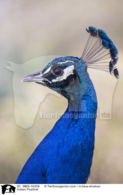 Blau indischer Pfau / Indian Peafowl / MBS-16309