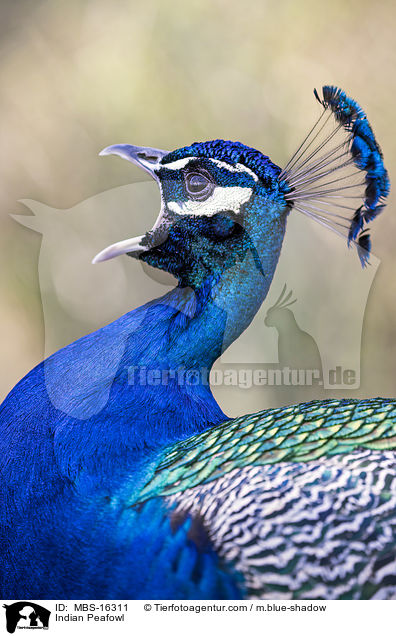 Indian Peafowl / MBS-16311