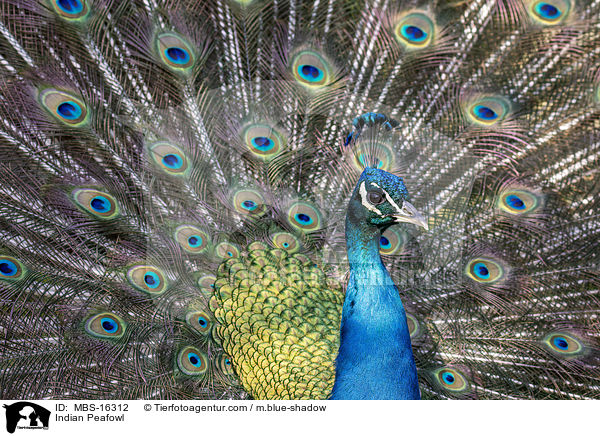 Indian Peafowl / MBS-16312