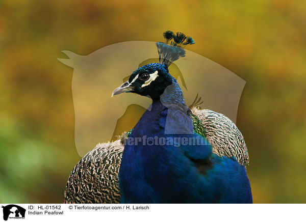 Blau indischer Pfau / Indian Peafowl / HL-01542