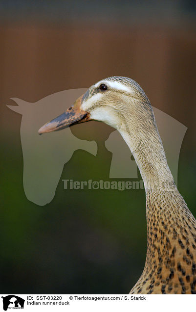 Indian runner duck / SST-03220