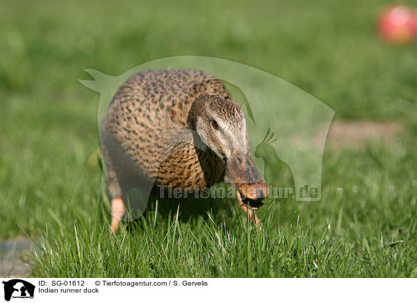 Indian runner duck / SG-01612