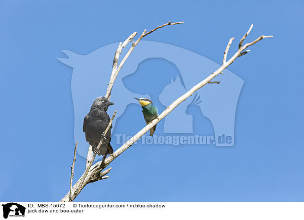 jack daw and bee-eater / MBS-15672